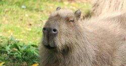 Happy cappybara Meme Template