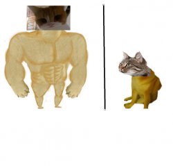 Square Cat Meme Template