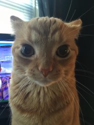 cat stare Meme Template