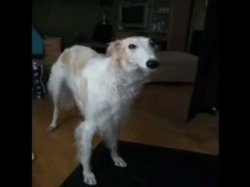 Low quality borzoi dog Meme Template