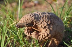 Shy pangolin Meme Template