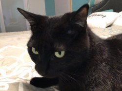 gleeblglobbl Meme Template