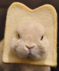 bread rabbit Meme Template