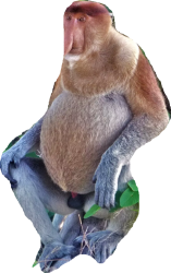 Proboscis monkey Meme Template