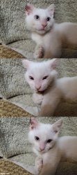 Laughing then Serious Kitten Meme Template