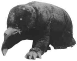 Mongular Meme Template