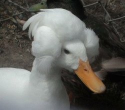 Duck with president hair Meme Template