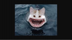 Cat Shark Meme Template