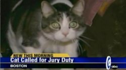 cat_jury_duty Meme Template