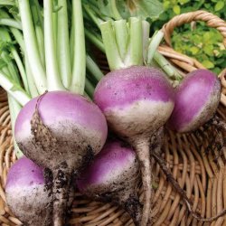 Turnip Meme Template