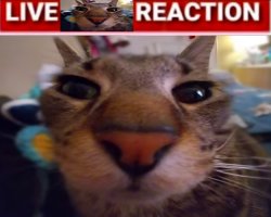 live cat reaction Meme Template