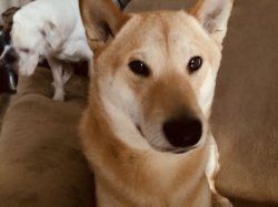 Vivid Warm Duo Dogs Meme Template
