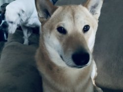 Vivid Cool Duo Dogs Meme Template