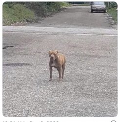 PIT BULL WITH A CIGARETTE Meme Template