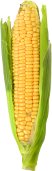 Corn Meme Template