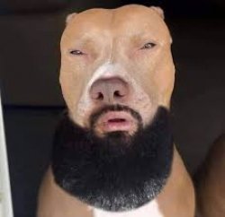 Light skin dog Meme Template