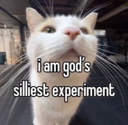 i am gods silliest experiment Meme Template