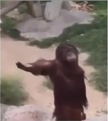 Orangutan Give me Meme Template
