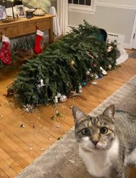 Cats Christmas Meme Template