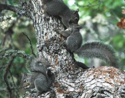 Kissing Squirrels. Meme Template