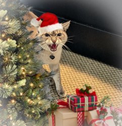 I hiss you a Meowy Christmas! Meme Template