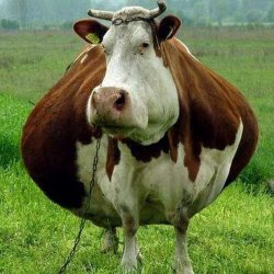 Fat cow Meme Template
