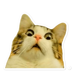 why Meme Template