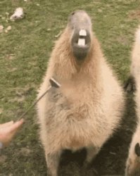 capybara Meme Template