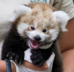 Red Panda Angry Meme Template