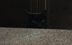 Cat Peeking Meme Template