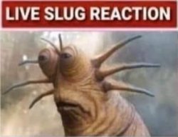 Live slug reaction Meme Template