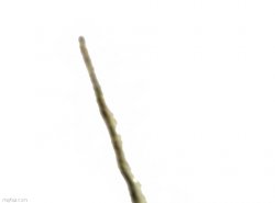 Narwhal Panel 1 Meme Template
