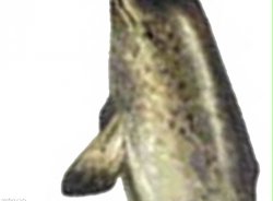 Narwhal Panel 2 Meme Template