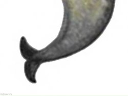 Narwhal Panel 3 Meme Template