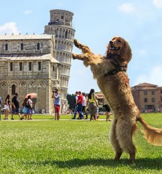 Dog Holding Tower of Pisa Meme Template