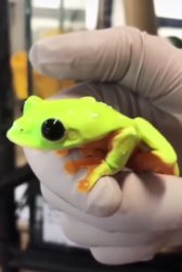 wide eye frog Meme Template