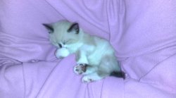 Cute kitten cat sleeping Meme Template