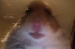 Hamster Meme Template