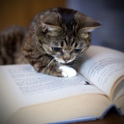 cat reading Meme Template