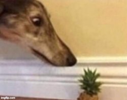 Dog staring at a pineapple Meme Template
