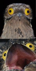 Angry Potoo Meme Template