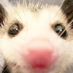 Opposum Meme Template