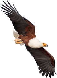 African Fish Eagle Meme Template