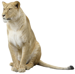 Lioness Sitting Meme Template