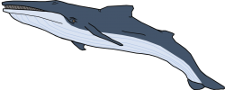 Giglioli's Whale Meme Template