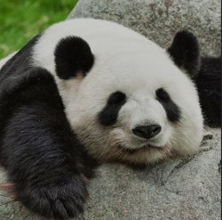 PANDA ZZZ Meme Template