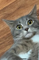 Shocked cat Meme Template