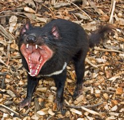 Tasmanian devil Meme Template