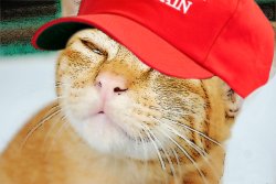 Cool Ultra Cat Meme Template