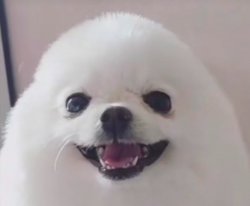 when you get ur free robux Meme Template